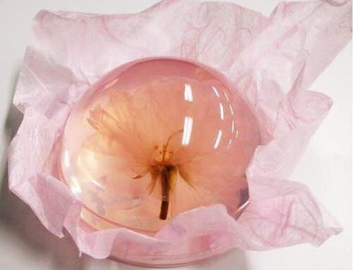 荣太楼樱花果冻樱花布丁春季限定 备货时间需10 15天 美国 日本代购直邮 Hommi